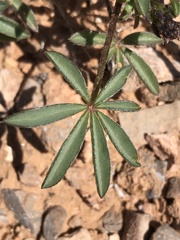 Lupinus flavoculatus