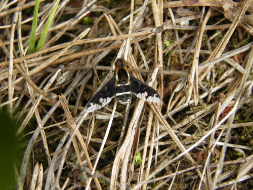 Hemipenthes maura