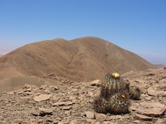 Copiapoa atacamensis