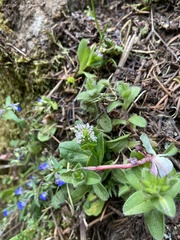 Plectritis congesta brachystemon