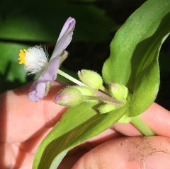 Tradescantia ozarkana
