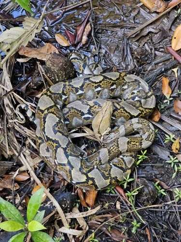 Malayopython reticulatus
