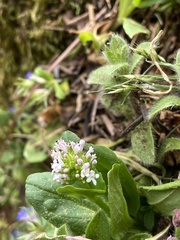 Plectritis congesta brachystemon