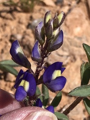 Lupinus flavoculatus