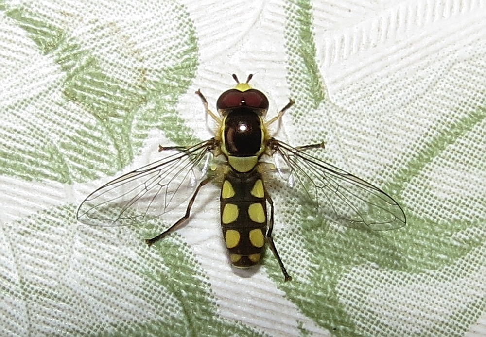 Allograpta calopus