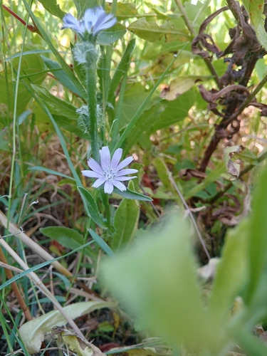 chicory