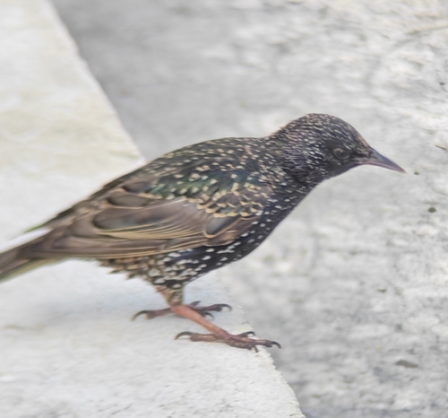 European Starling