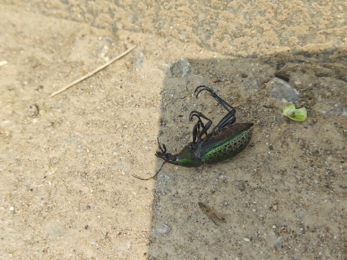 Carabus smaragdinus