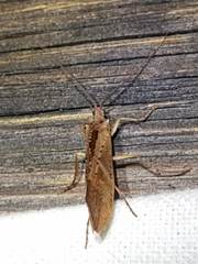 Nemotaulius hostilis