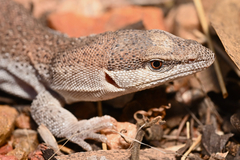 Dampier Peninsula Goanna photo 2
