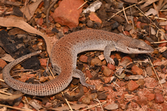 Dampier Peninsula Goanna photo 1