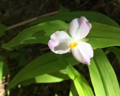 Tradescantia ozarkana