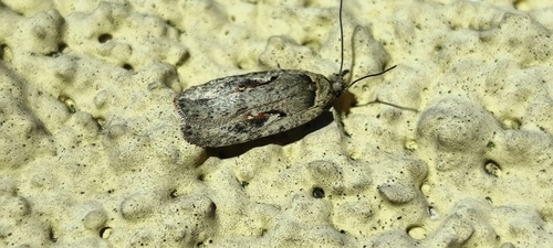 red-letter flat-body