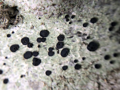 Buellia erubescens Arnold