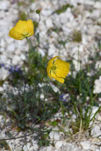 Dwarf poppy (Oreomecon alpina)