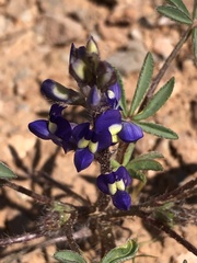 Lupinus flavoculatus