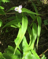 Tradescantia ozarkana