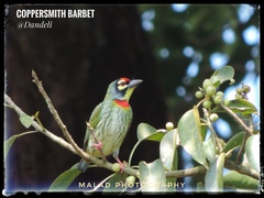 Psilopogon haemacephalus