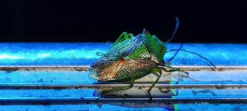 Hawthorn Shield Bug