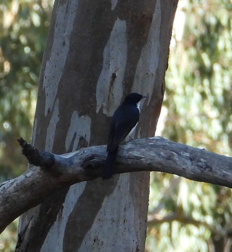 Restless Flycatcher