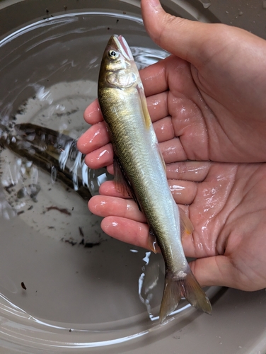 Japanese Ayu