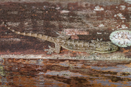 Indo-Pacific House Gecko