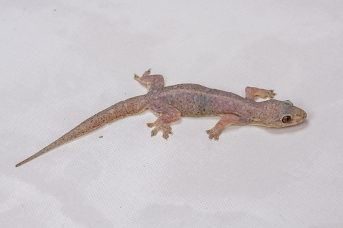 Common Four-clawed Gecko, photo 2 of 10