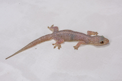 Stump-Toed Gecko photo 2