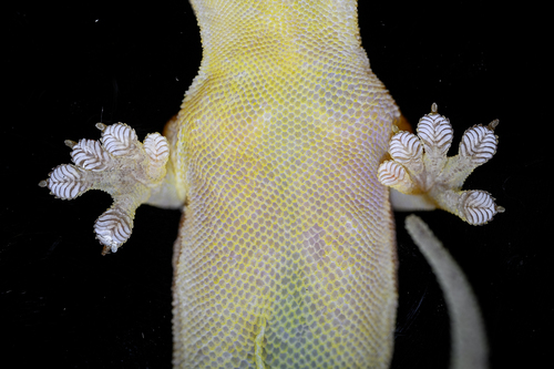 Common Four-clawed Gecko, photo 10 of 10