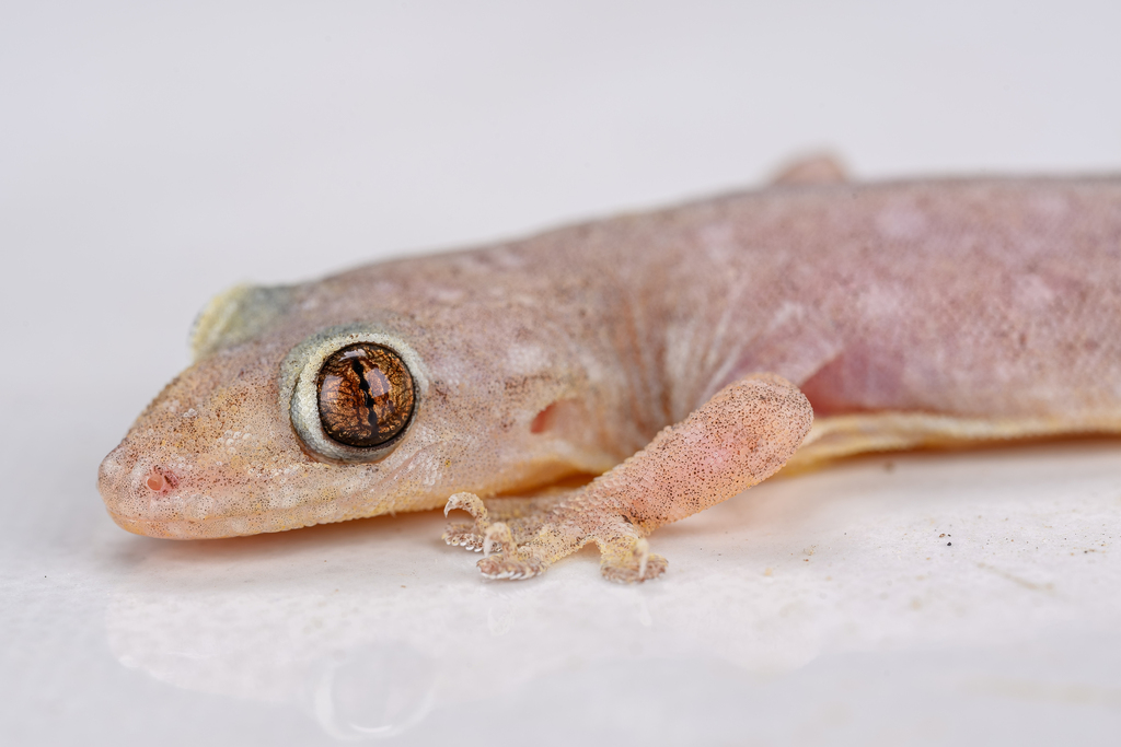 Common Four-clawed Gecko (Gehyra mutilata)