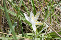Leucocrinum montanum