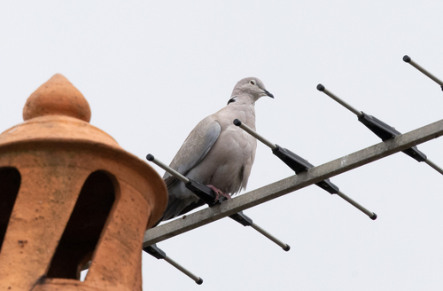 Eurasian Collared-Dove