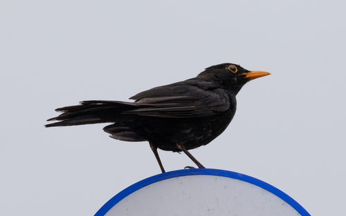 Eurasian Blackbird