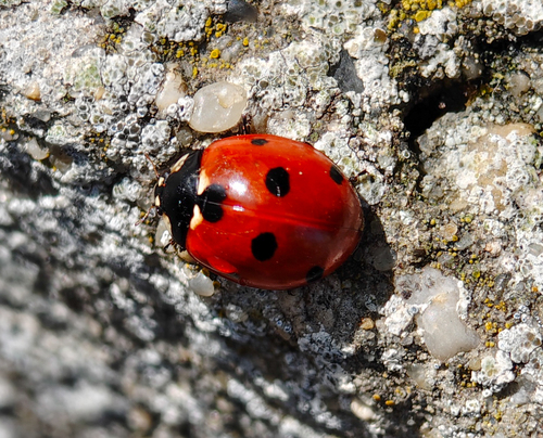 Seven-spotted Lady Beetle
