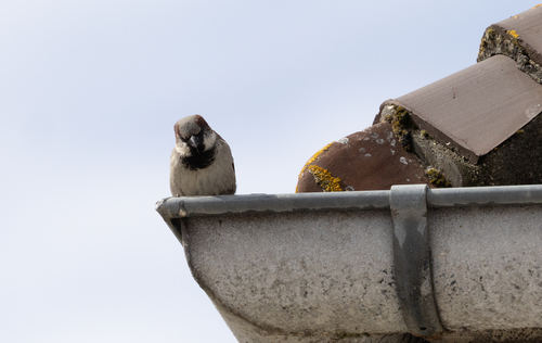 House Sparrow
