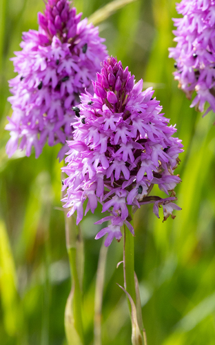 pyramidal orchid