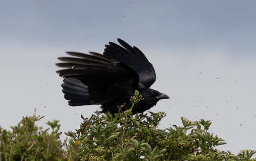 Carrion Crow