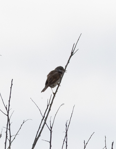 Greater Whitethroat