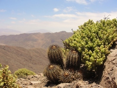 Copiapoa atacamensis