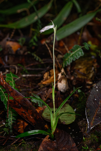 Burmannia longifolia observed 2026-01-31