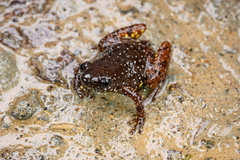 Saffron-Bellied Frog photo 3