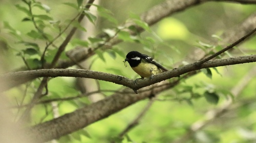 Yellow-bellied Tit