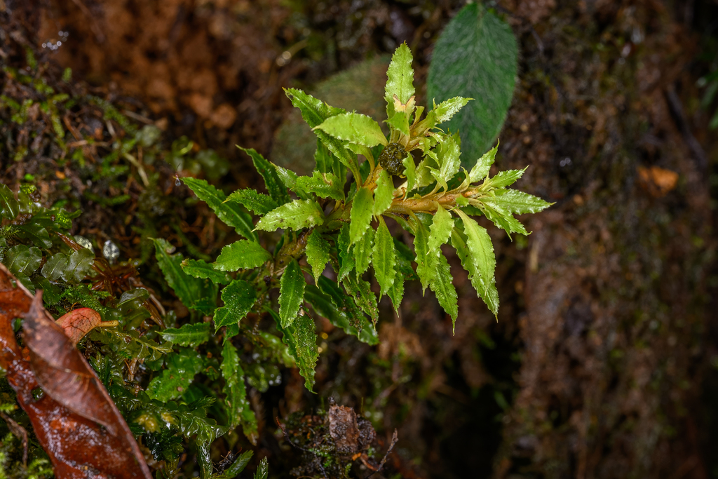 Huperzia javanica (Huperzia javanica)