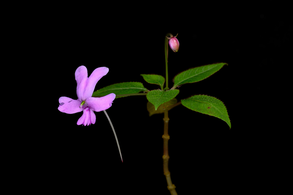 Impatiens kinabaluensis