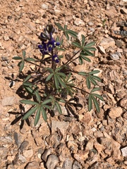 Lupinus flavoculatus
