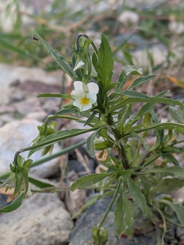 European field pansy