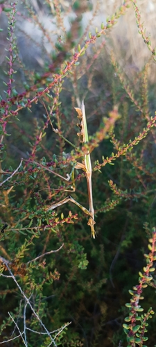 Mediterranean Conehead Mantis