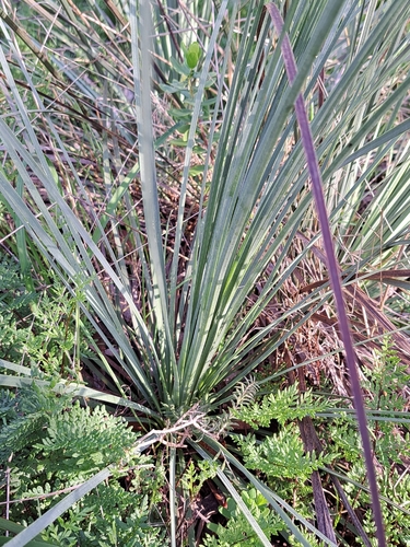 tufted grass-tree