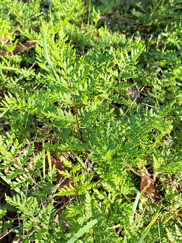 Rock Fern