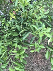 Citrus × aurantiifolia